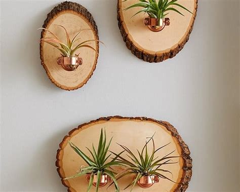 13 Charming Diy Hanging Air Plant Holders You Can Make