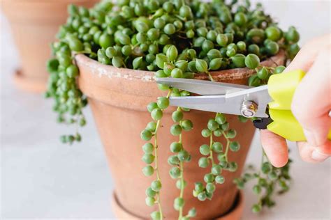 How To Propagate String Of Pearls In Four Easy Steps