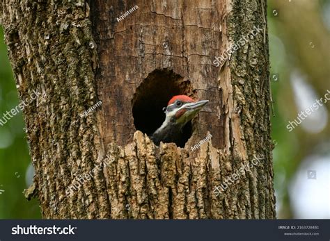 8990 Woodpeckers Nesting Images Stock Photos And Vectors Shutterstock