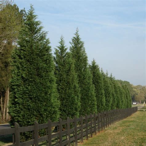Leyland Cypress Fast Growing Trees All In One Photos
