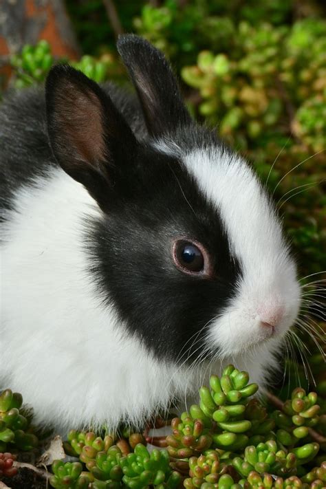 Small Pets For Kids in 2020 | Small pets for kids, Animals ...