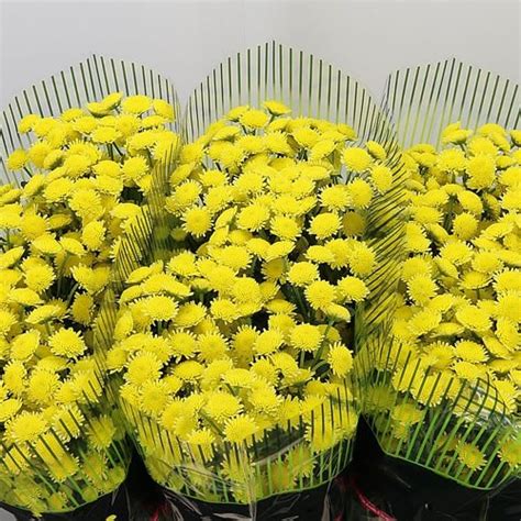 Chrysant San Alpaca Yellow Cm Wholesale Dutch Flowers Florist