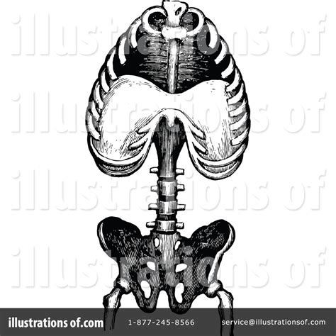 Human Anatomy Clipart 1116861 Illustration By Prawny Vintage