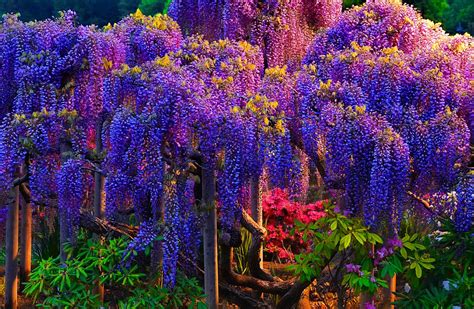 10 Most Beautiful Trees
