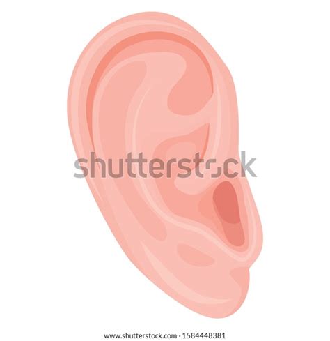 Human Ear Body Part Flat Vector Stock Vector Royalty Free 1584448381