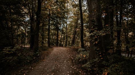 Wallpaper Id 8652 Forest Path Trees Autumn Nature 4k Free Download