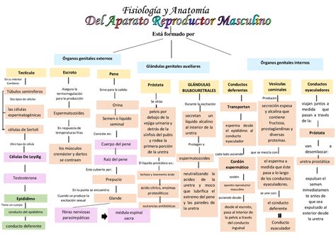 Mapa Anatomía Del Aparato Reproductor Femenino Y Masculino Esquemas Y