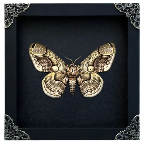 Real Framed Butterfly Insect Dead Moth Brahmaea Black Shadow Box Bugs