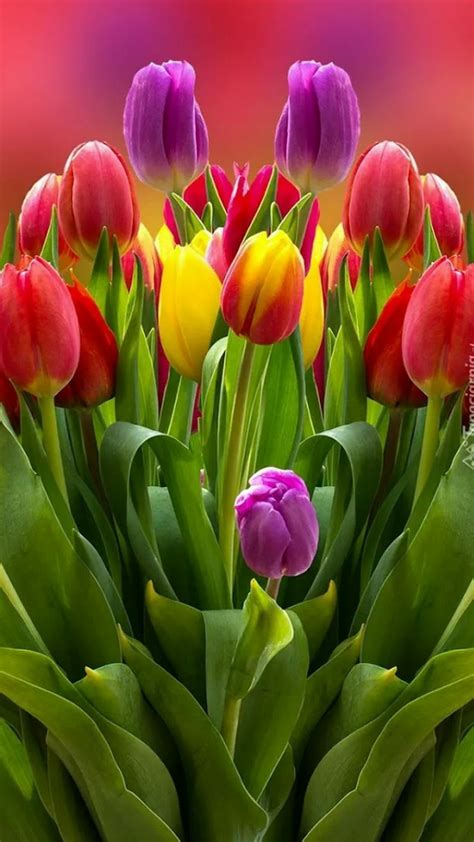 Tulipanes Las Flores Mas Bellas Del Mundo