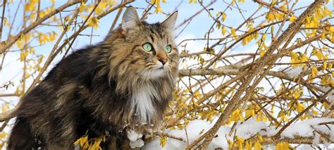 Norwegian Forest Cat Complete Breed Guide Pet Better With Pet Circle