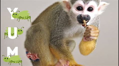 Baby Squirrel Monkey Ollie First Time Eating A Grasshopper Youtube