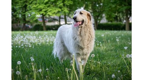 Great Pyrenees Dog Breed Info Guide And Care