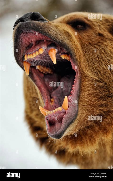 Grizzly Bear Ursus Arctos Snarling Fierce Expression Captive Raised