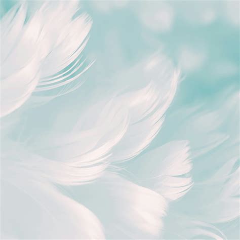White Feathers Cool Simple Backgrounds Abstract Qhd Free Download