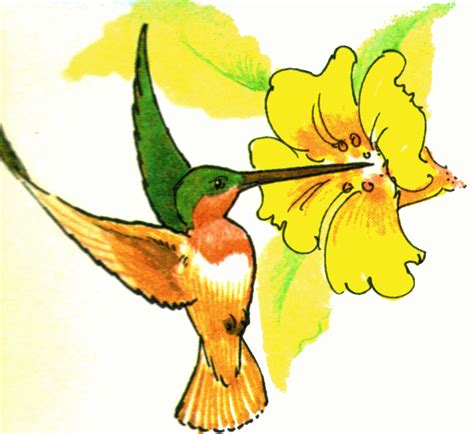 Free Gold Hummingbird Cliparts Download Free Gold Hummingbird Cliparts