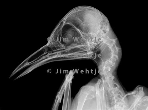 X Ray Image Of A Passerine Bird Head White On Black Jim Wehtje