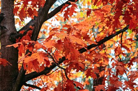 Premium Photo Beautiful Trees That Turn Red In Autumn Red Oak Quercus