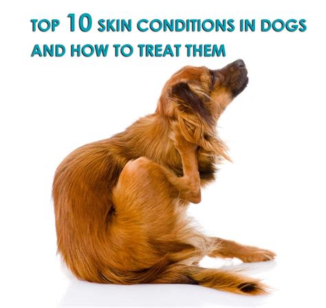 Dog Skin Problems Pictures Common Dog Skin Problems And Their Causes