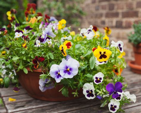When To Plant Pansies For A Backyard Filled With Color