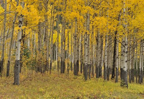 birch trees canada | San juan county, Colorado usa, San juan