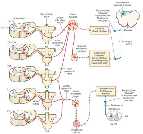 Autonomic Innervation Of The Gastrointestinal Tract See Text For