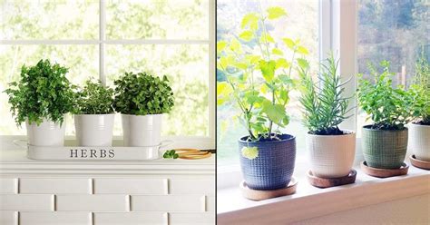How To Make A Windowsill Herb Garden 6 Easy Steps