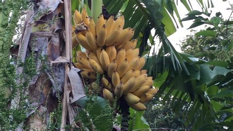 Nothing Beats A Banana Harvest Gardening