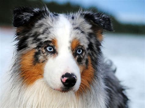 Australian shepherd is a one of the most popular pure dog breed originated from united states. Australian Shepherd Pictures | Wallpapers9
