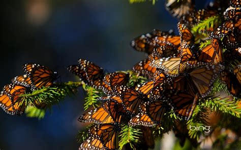 High Resolution Image Of Butterfly Desktop Wallpaper Of Spruce Bing Imagebankbiz