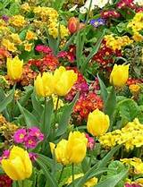 Photos of Bloomsbury Park Flowers