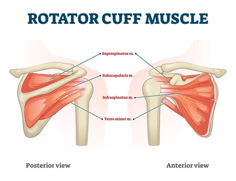 Va Disability Rating For Shoulder Rotator Cuff Tear Cck Law