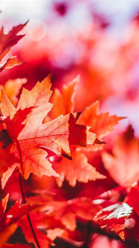 Autumn Leaves Wallpaper Ixpap