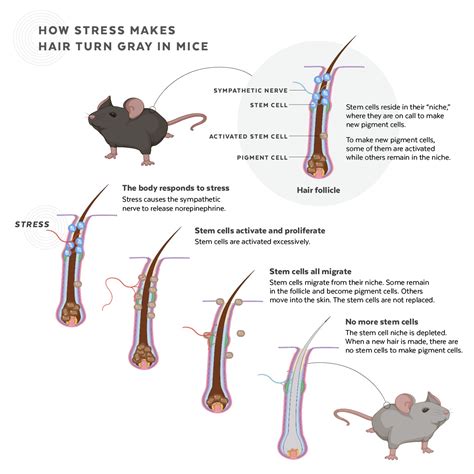 As you may or may not know, your hair follicles contain pigment cells that produce melanin, which gives your hair its color. New findings suggest how stress may trigger gray hair ...