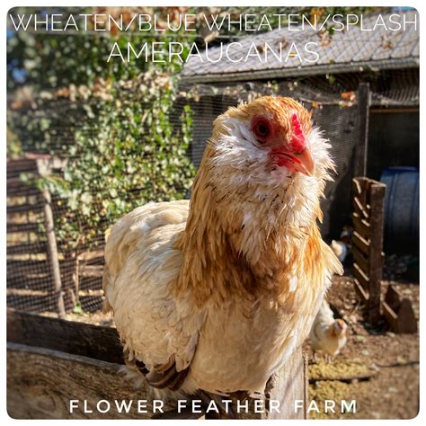 ameraucana wheaten blue wheaten splash juveniles and adults — flower feather farm chicks