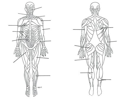 Muscular Body Diagram Blank Wiring Schematic Diagram