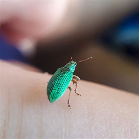 Small Green Beetle ~5mm Long In Toronto Canada Whatsthisbug