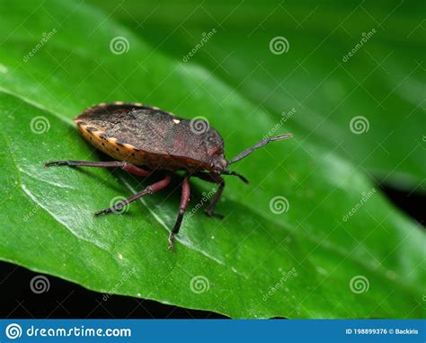Macro Photo Of Shield Bug On Green Leaf Stock Photo Image Of Garden