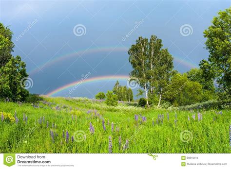 Double Rainbow In The Blue Cloudy Sky Over Green Meadow And A Forest