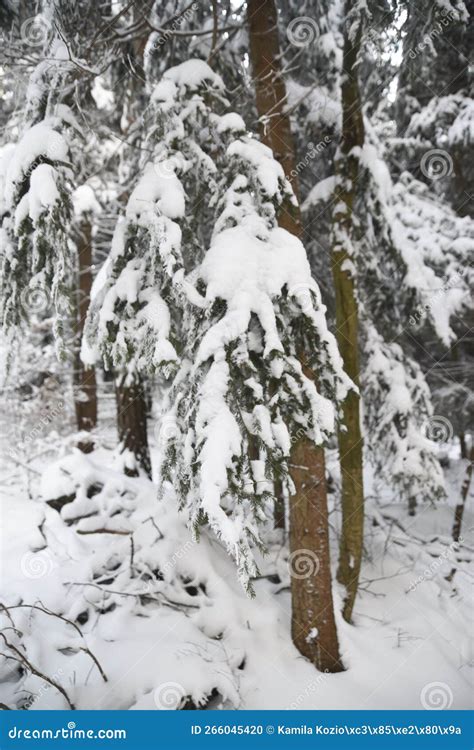 Hermosos Paisajes De Invierno Cubiertos De Nieve Bello Invierno Foto