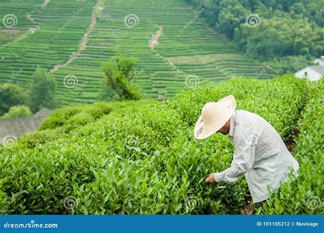Tea Plantation In Meijiawu Village Hangzhou China Editorial
