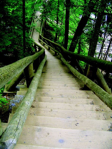 Free Images Tree Nature Forest Bridge Stair