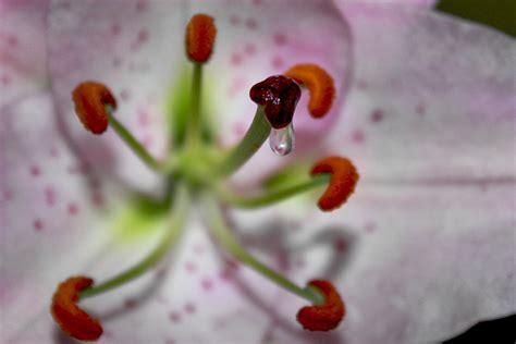 Free Photo Lily Pistil Pollen Flower Nectar Free Image On Pixabay