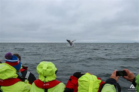 Dalvik Whale Watching Tour