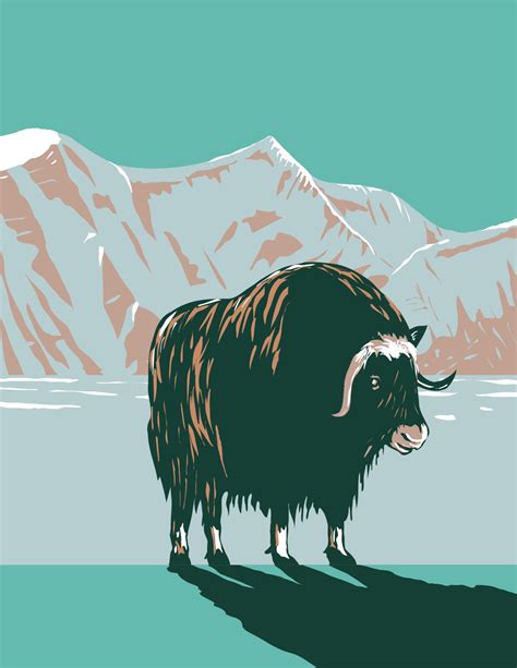 Muskox Or Musk Ox In Winter In The Cape Krusenstern National Monument