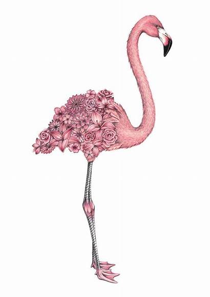 Flamingo Pink Animal Drawing Surreal Drawn Pencil