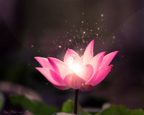 Download Lotus Flower Wallpaper Dream Hd By Tammyl Free Lotus