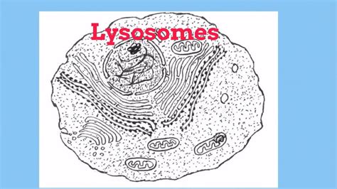 Lysosomes are membrane bound cell organelles found in eukaryotic cells including plant and animal cells. Cell basics- Lysomes What are the properties of a lysosome ...