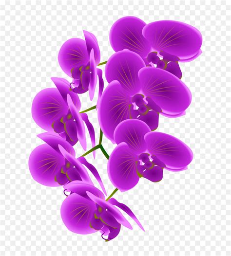 Orchids Clipart Clip Art Library