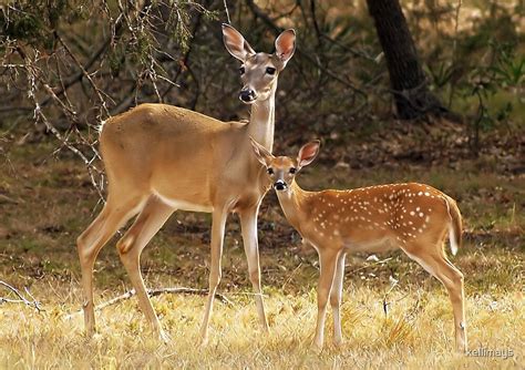 Mama And Baby Deer By Kellimays Redbubble
