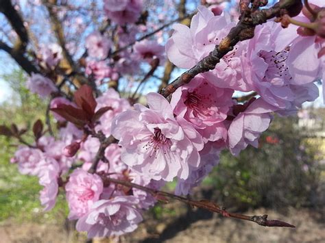 Free Photo Spring Blossom Pink Flower Flowering Tree Tree